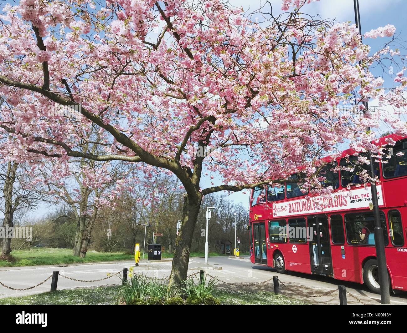 Londra, Regno Unito. Xiv Apr, 2018. Un rosso London bus passa da un fiore albero a Wimbledon Common sabato Aprile 14th, 2018 come Londra gode di un giorno caldo e soleggiato dopo un panno umido e Pasqua. Credito: Katie Collins/StockimoNews/Alamy Live News Foto Stock