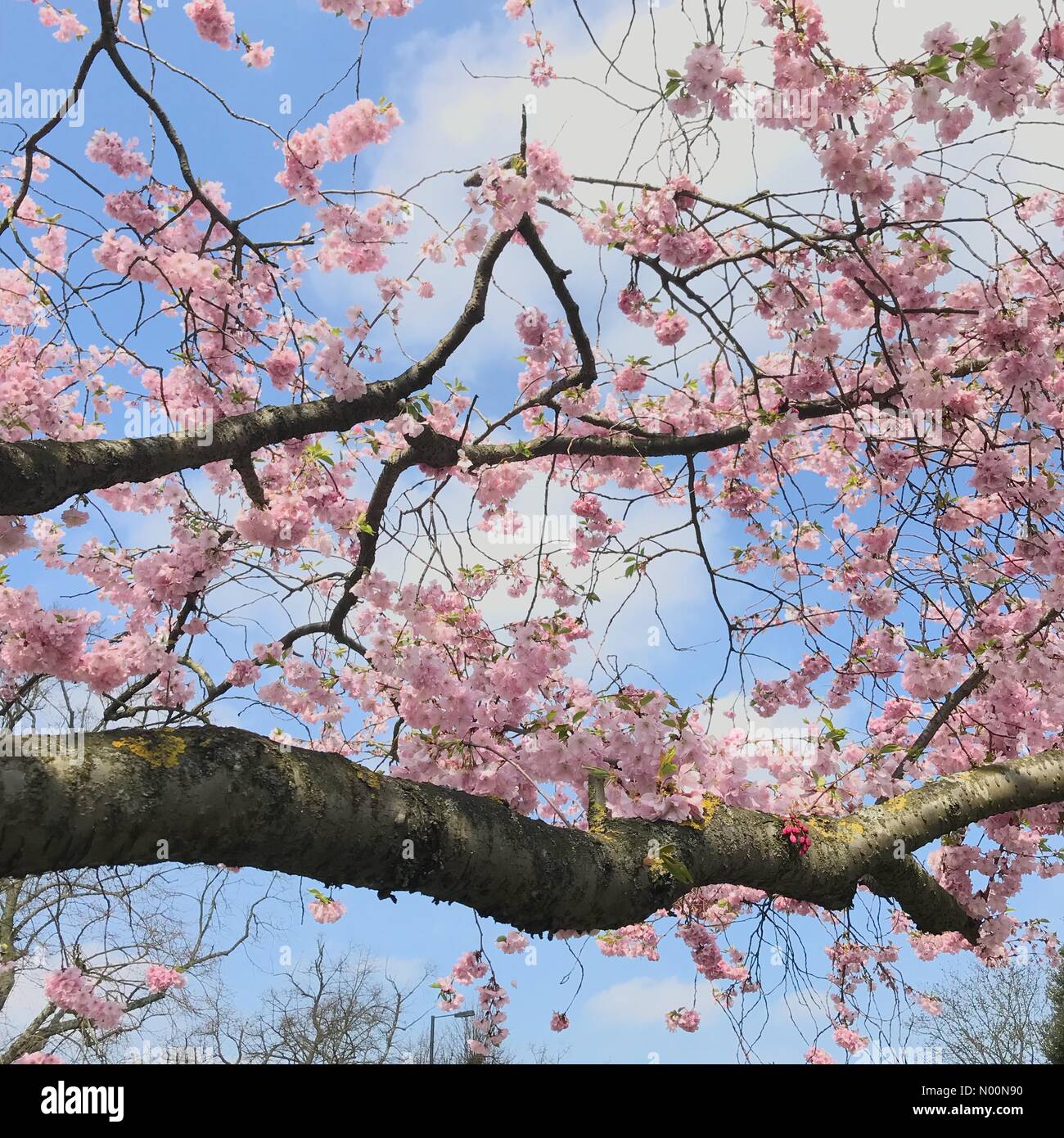 Londra, Regno Unito. Xiv Apr, 2018. Un fiore di ciliegio albero su di Wimbledon Common sabato Aprile 14th, come Londra gode di una calda giornata di primavera dopo un panno umido e Pasqua. Credito: Katie Collins/StockimoNews/Alamy Live News Foto Stock