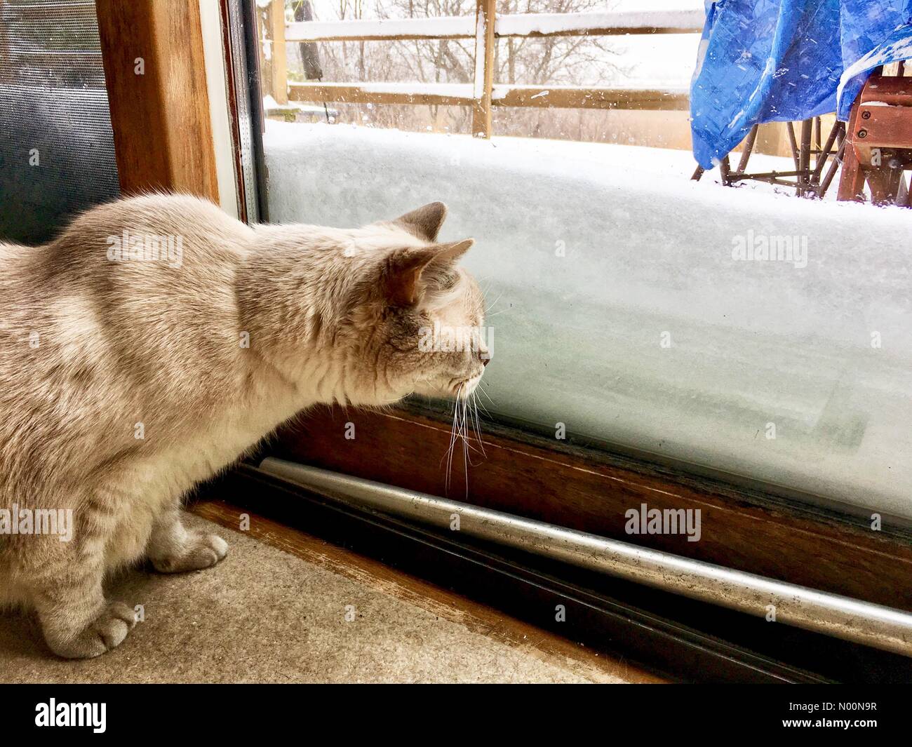 Tempesta di neve di primavera in Wisconsin, 15 aprile 2018, la neve e il ghiaccio rientrano in un freak tempesta di neve di primavera in Wisconsin, che colpiscono le case e la natura, DianaJ/StockimoNews/Alamy Foto Stock