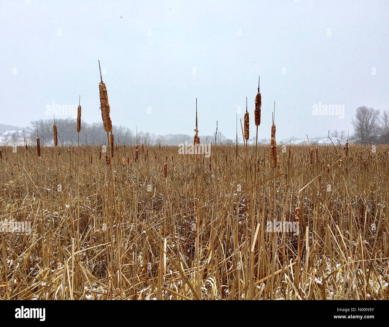 Tempesta di neve di primavera in Wisconsin, 15 aprile 2018, la neve e il ghiaccio rientrano in un freak tempesta di neve di primavera in Wisconsin, che colpiscono le case e la natura, DianaJ/StockimoNews/Alamy Foto Stock