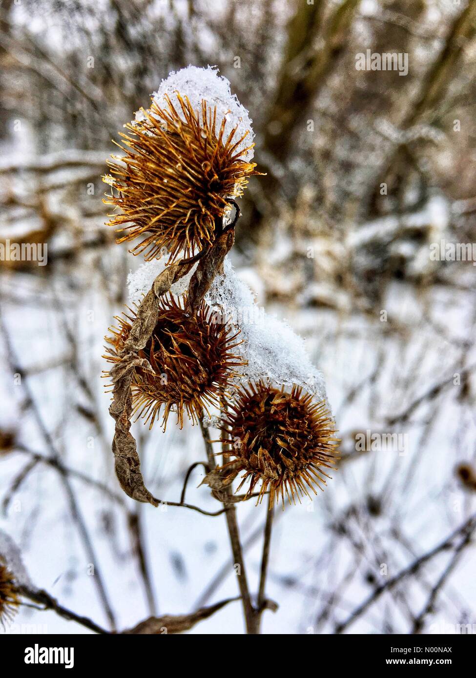 Tempesta di neve di primavera in Wisconsin, 15 aprile 2018, la neve e il ghiaccio rientrano in un freak tempesta di neve di primavera in Wisconsin, che colpiscono le case e la natura, DianaJ/StockimoNews/Alamy Foto Stock