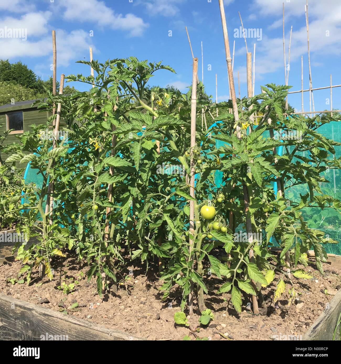 Le piante di pomodoro supportata con le canne fiorente nel caldo sole estivo su un lotto di terreno nel Regno Unito Foto Stock