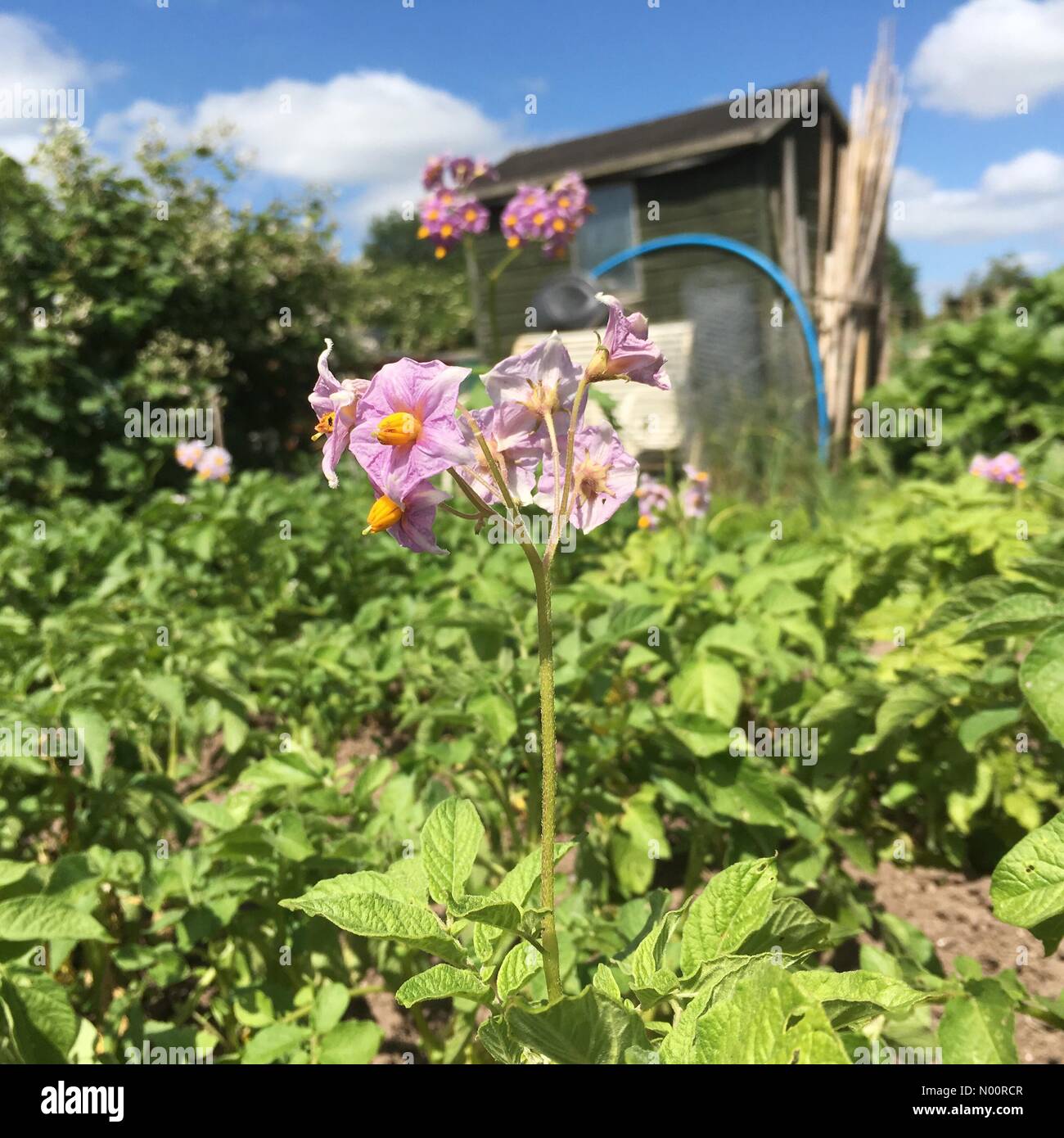 Le piante di patata in fiore nel giugno caldo sole su un lotto di terreno nel Regno Unito Foto Stock