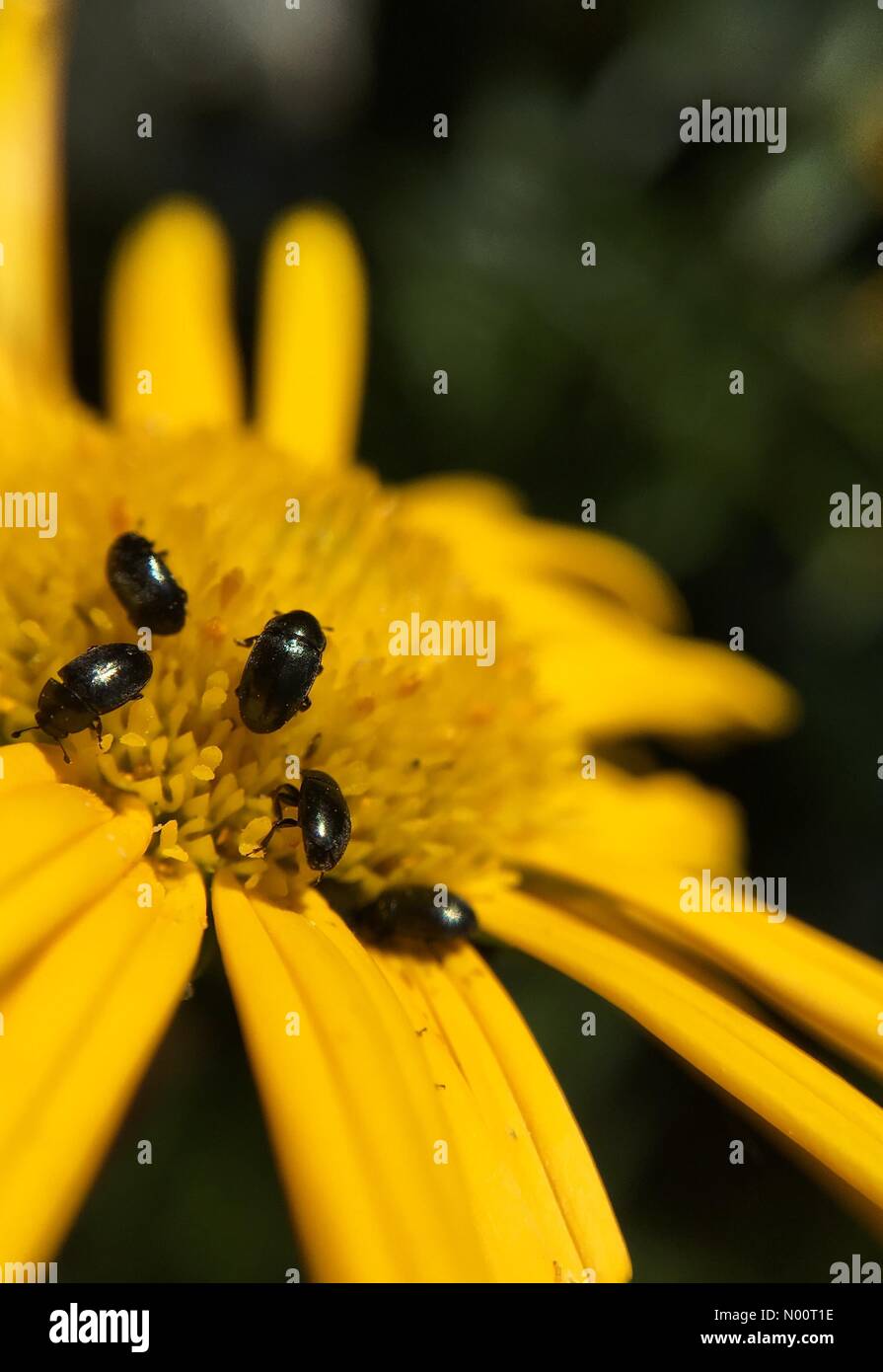 Regno Unito Meteo- Leeds, Yorkshire il 2 luglio 2018. Un altro caldo pomeriggio soleggiato a Leeds aveva gli insetti di tutte le dimensioni per raccogliere il polline. Questi coleotteri di polline sono state raccogliendo il polline di un fiore bupthalmum. Foto Stock