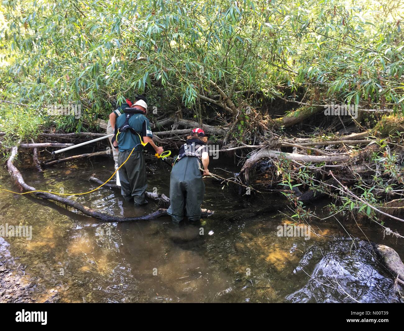 Regno Unito Meteo- Pesci di fiume di salvataggio Teme Herefordshire - ambiente personale dell'Agenzia rescue pesce da piscine a sinistra sulla non scorre il fiume teme. N previsioni di pioggia Foto Stock