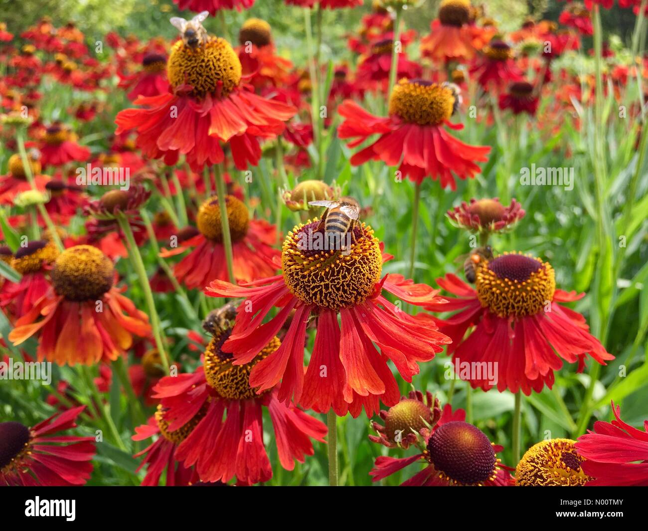 Regno Unito meteo giornata soleggiata al Golden Acre Park a Leeds. 19 luglio 2018 fiori sono in piena fioritura al Golden Acre Park, con un bel display di helenium fiori. Foto Stock