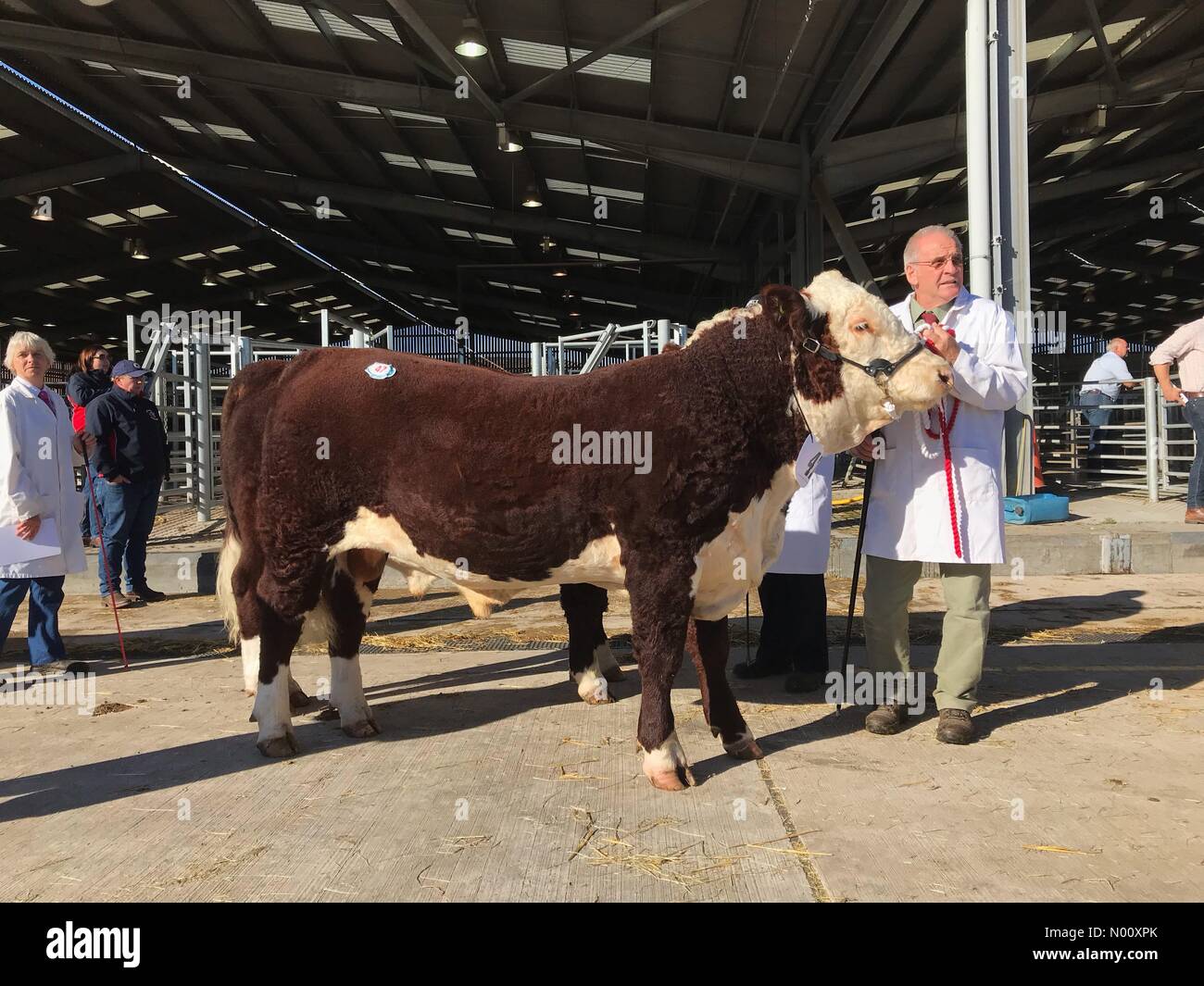 Hereford bovini asta - Hereford REGNO UNITO Ottobre 2018 - Pedigree Hereford tori essendo mostrato prima di aste con la più grande del peso di 1100 Kg Foto Stock