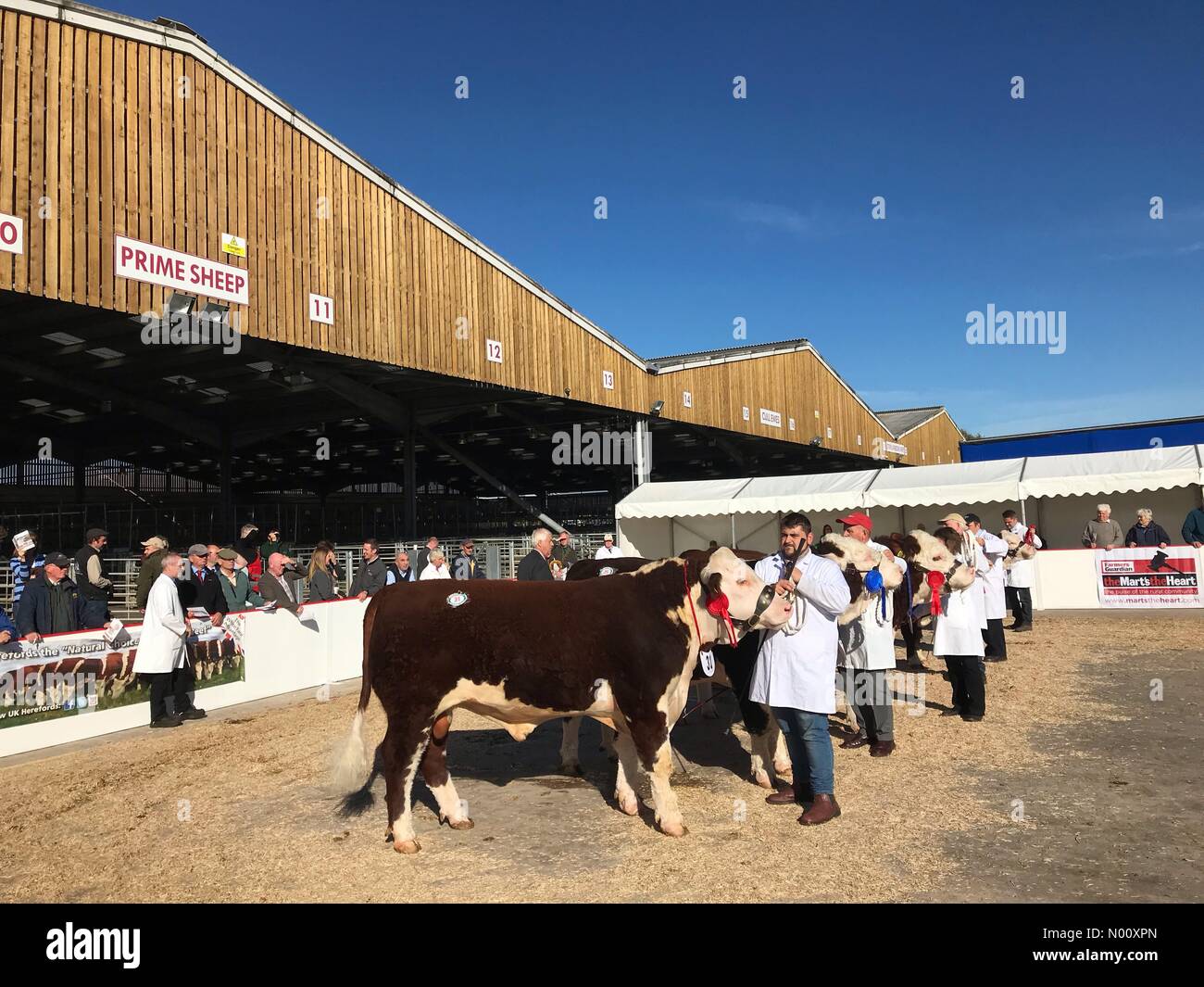 Hereford bovini asta - Hereford REGNO UNITO - Ottobre 2018 - Pedigree Hereford tori essendo mostrato prima di aste con la più grande del peso di 1100 Kg Foto Stock