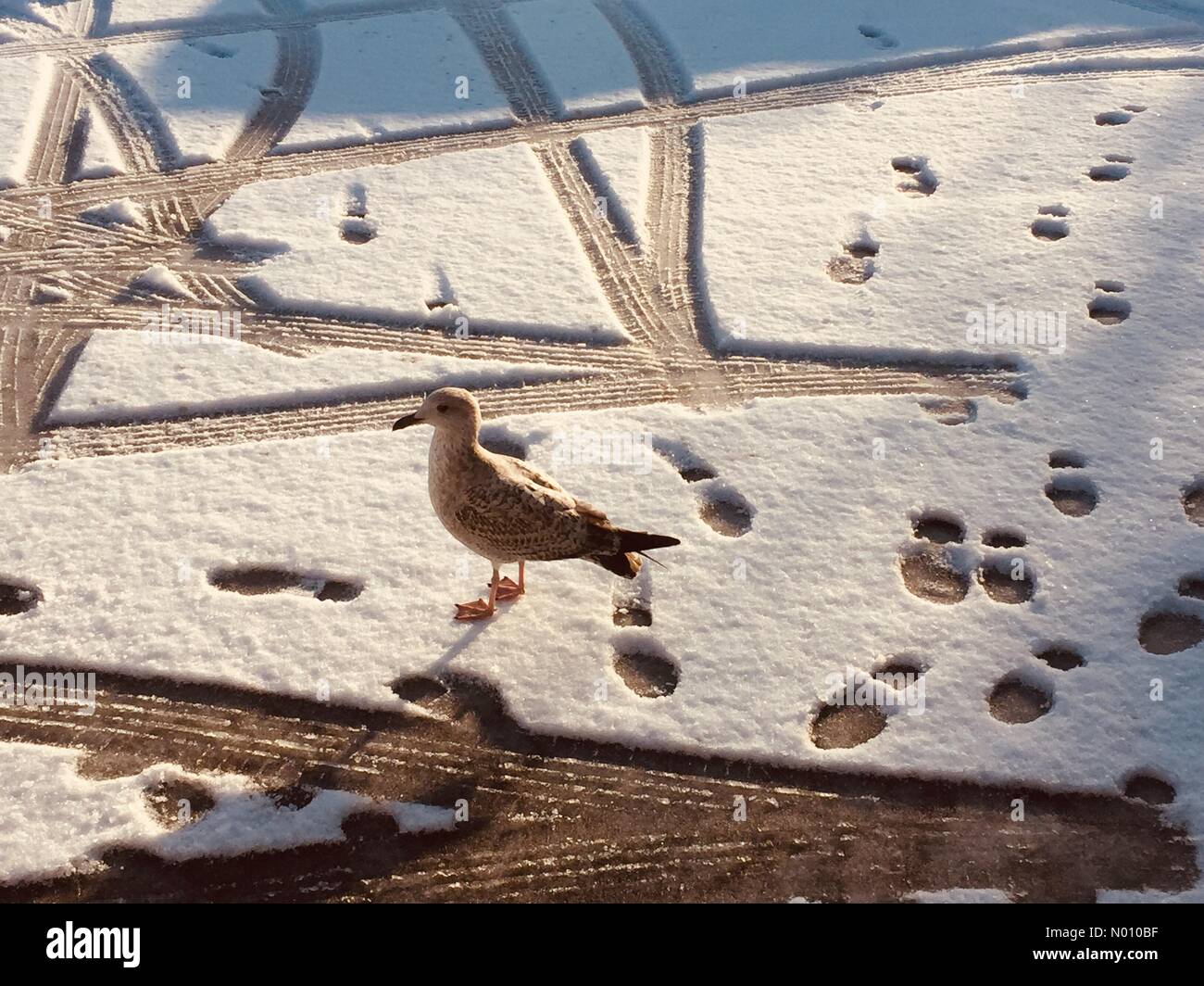 Giovani seagull passeggiate nella neve intorno orme e tracce di pneumatici, Bognor Regis, West Sussex, Regno Unito, 1 febbraio 2019 Foto Stock
