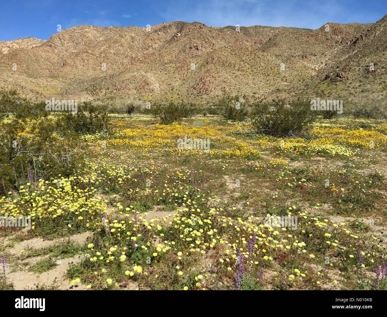 Joshua Tree National Park, California USA il 28 febbraio 2019 un superbloom di fiori selvatici sono figuranti nel deserto in California del sud dopo un inverno umido. Credito: Lisa Werner/StockimoNews/Alamy Live News Foto Stock