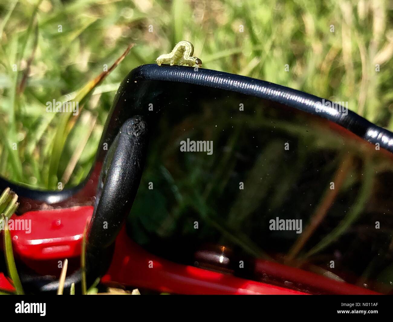 Falena invernale caterpillar può causare una significativa perdita di foresta. La pasqua tempo caldo provocato recentemente larve schiuse a goccia su fili di seta da alberi e in questo caso, ride su occhiali da sole, Inghilterra Foto Stock