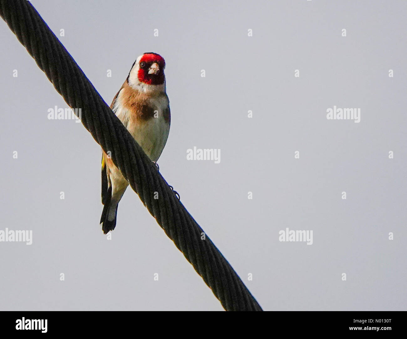 Regno Unito Meteo: Sera sole in Godalming. Station Lane, Godalming. 22 maggio 2020. Questa sera il sole si trova nelle contee di casa. Un finch d'oro che perching in Godalming in Surrey. Credit: Jamesjagger/StockimoNews/Alamy Live News Foto Stock