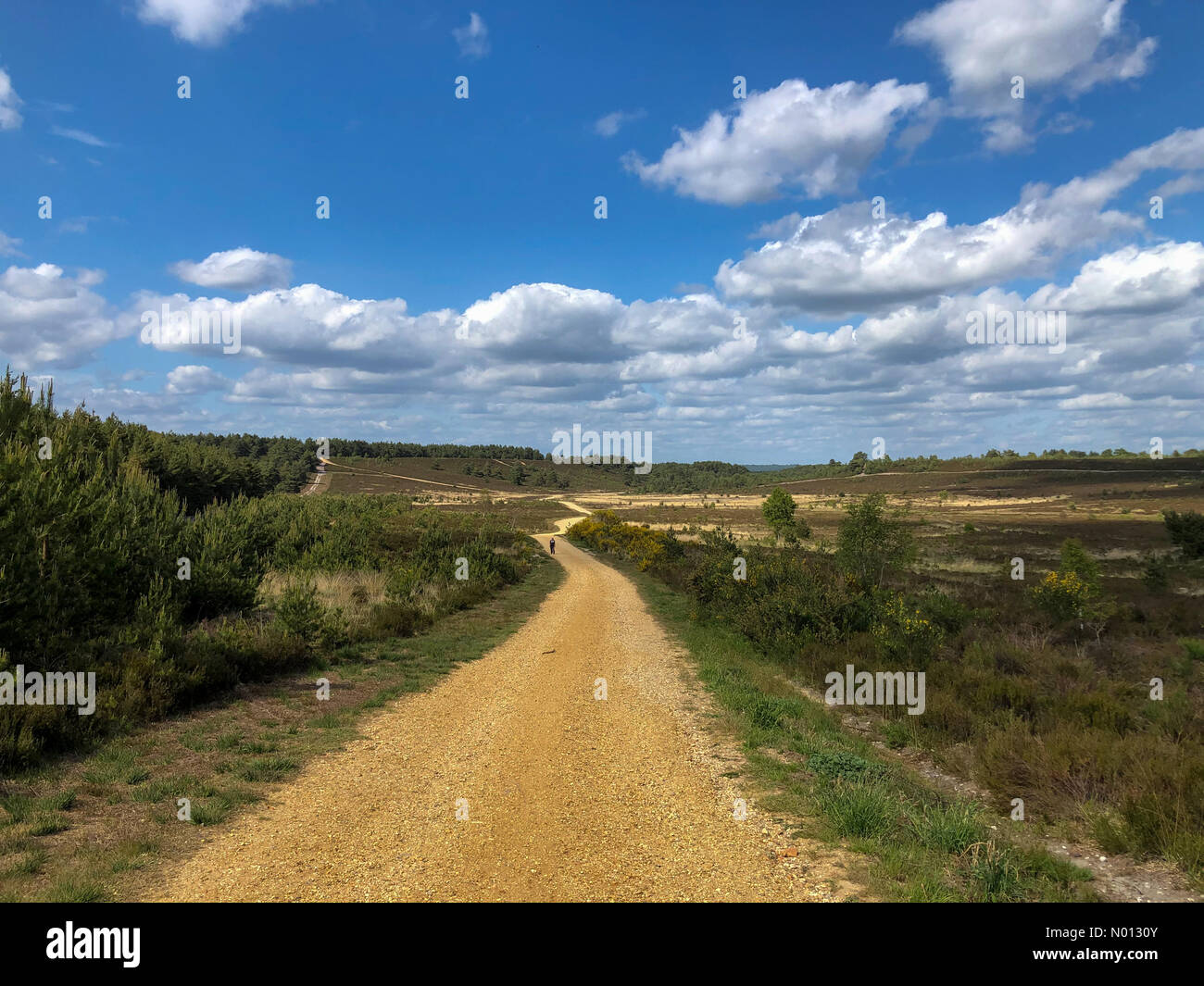 Tempo in Gran Bretagna: Intervalli di sole in Godalming. Hankley comune, Godalming. 24 maggio 2020. Temperature di riscaldamento in tutte le contee domestiche questo pomeriggio. Hankley comune vicino Godalming in Surrey. Credit: Jamesjagger/StockimoNews/Alamy Live News Foto Stock
