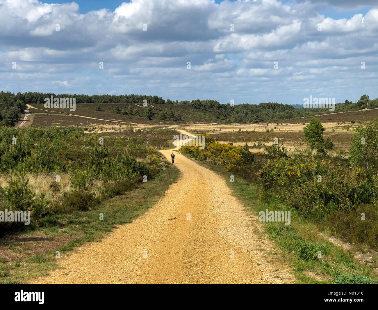 Tempo in Gran Bretagna: Intervalli di sole in Godalming. Hankley comune, Godalming. 24 maggio 2020. Temperature di riscaldamento in tutte le contee domestiche questo pomeriggio. Hankley comune vicino Godalming in Surrey. Credit: Jamesjagger/StockimoNews/Alamy Live News Foto Stock