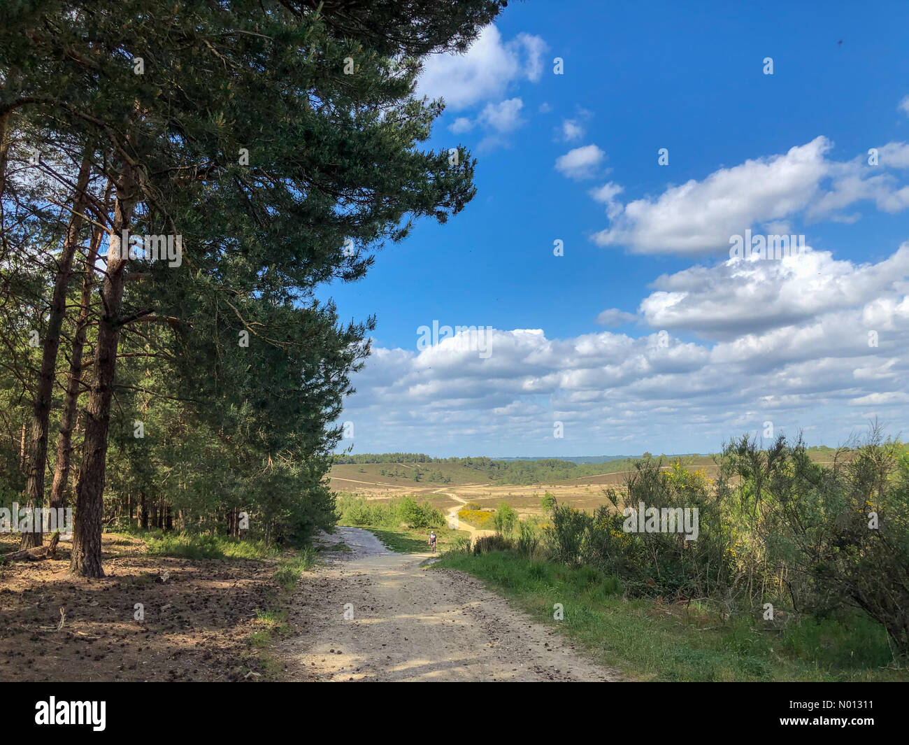 Tempo in Gran Bretagna: Intervalli di sole in Godalming. Hankley comune, Godalming. 24 maggio 2020. Temperature di riscaldamento in tutte le contee domestiche questo pomeriggio. Hankley comune vicino Godalming in Surrey. Credit: Jamesjagger/StockimoNews/Alamy Live News Foto Stock