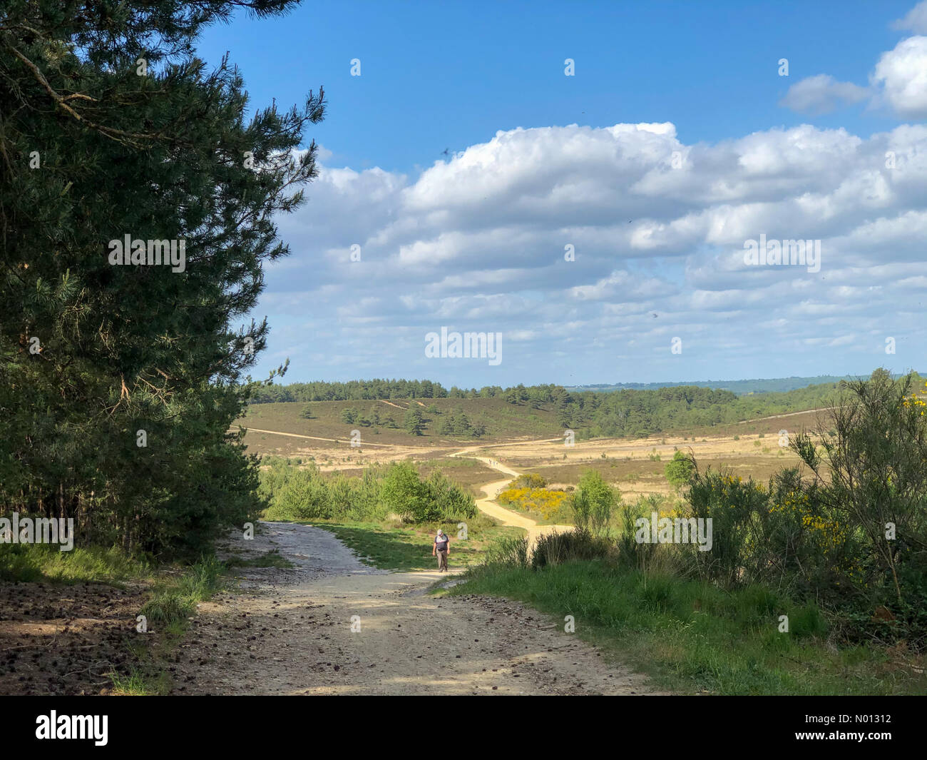 Tempo in Gran Bretagna: Intervalli di sole in Godalming. Hankley comune, Godalming. 24 maggio 2020. Temperature di riscaldamento in tutte le contee domestiche questo pomeriggio. Hankley comune vicino Godalming in Surrey. Credit: Jamesjagger/StockimoNews/Alamy Live News Foto Stock