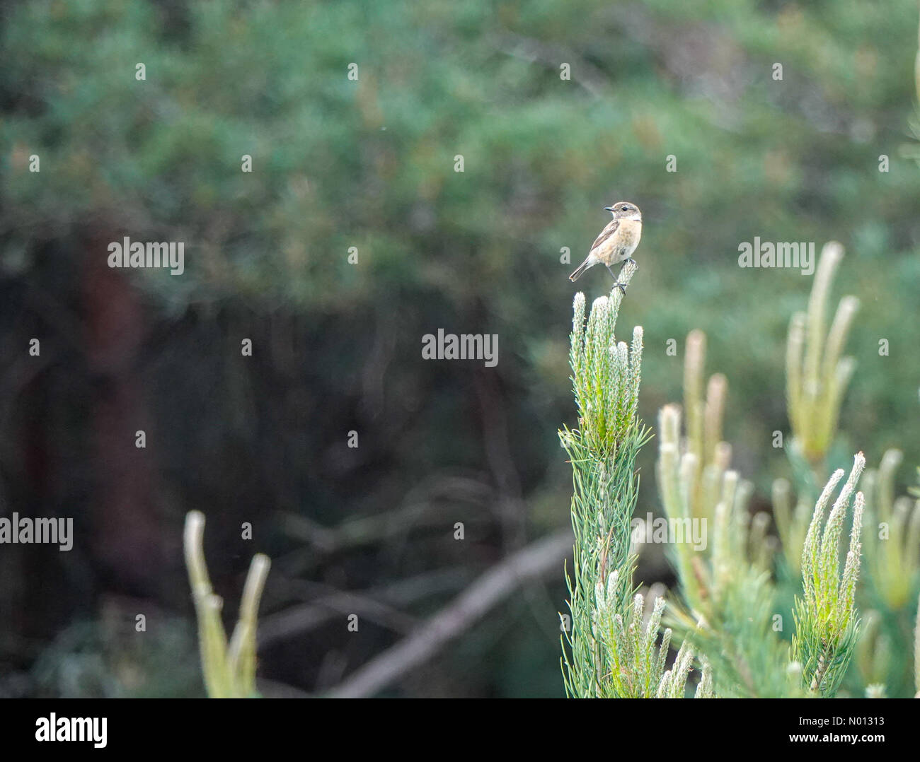 Tempo in Gran Bretagna: Intervalli di sole in Godalming. Hankley comune, Godalming. 24 maggio 2020. Temperature di riscaldamento in tutte le contee domestiche questo pomeriggio. A stonechat su Hankley comune vicino a Godalming, Surrey. Credit: Jamesjagger/StockimoNews/Alamy Live News Foto Stock