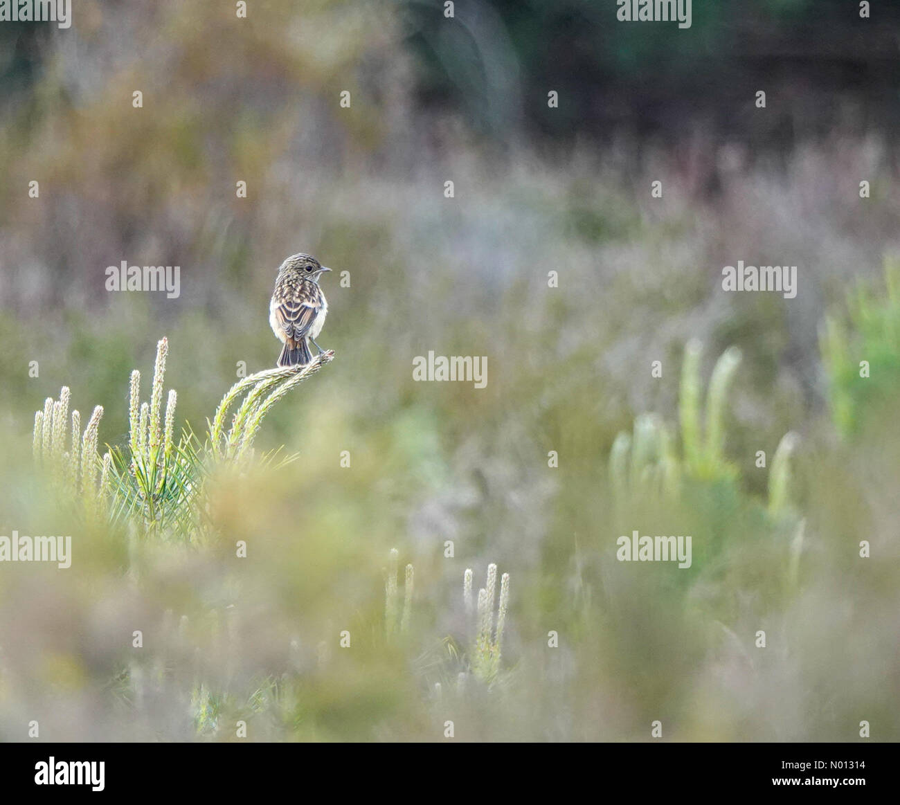 Tempo in Gran Bretagna: Intervalli di sole in Godalming. Hankley comune, Godalming. 24 maggio 2020. Temperature di riscaldamento in tutte le contee domestiche questo pomeriggio. Un woodlark su Hankley comune vicino a Godalming, Surrey. Credit: Jamesjagger/StockimoNews/Alamy Live News Foto Stock