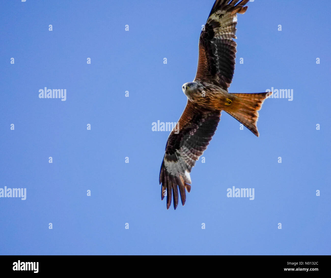 Regno Unito Meteo: Sole in Godalming. Hankley comune, Godalming. 30 maggio 2020. Caldo e soleggiato in tutte le contee di casa questo pomeriggio. Un aquilone rosso che sorvola Hankley Common vicino a Godalming, Surrey. Credit: Jamesjagger/StockimoNews/Alamy Live News Foto Stock