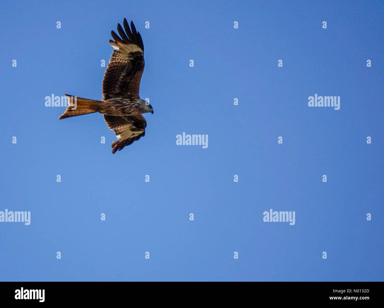 Regno Unito Meteo: Sole in Godalming. Hankley comune, Godalming. 30 maggio 2020. Caldo e soleggiato in tutte le contee di casa questo pomeriggio. Un aquilone rosso che sorvola Hankley Common vicino a Godalming, Surrey. Credit: Jamesjagger/StockimoNews/Alamy Live News Foto Stock