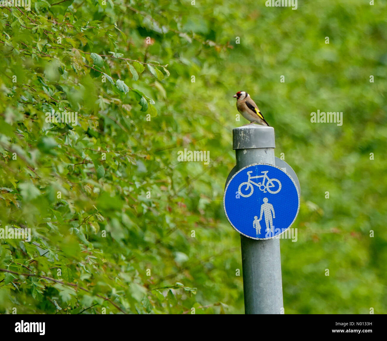 Regno Unito Meteo: Nuvoloso in Godalming. Tuesley Lane, Godalming. 14 giugno 2020. Una mattina overcast per le contee di casa. Un finch d'oro che perching su un cartello in Godalming in Surrey. Credit: Jamesjagger/StockimoNews/Alamy Live News Foto Stock