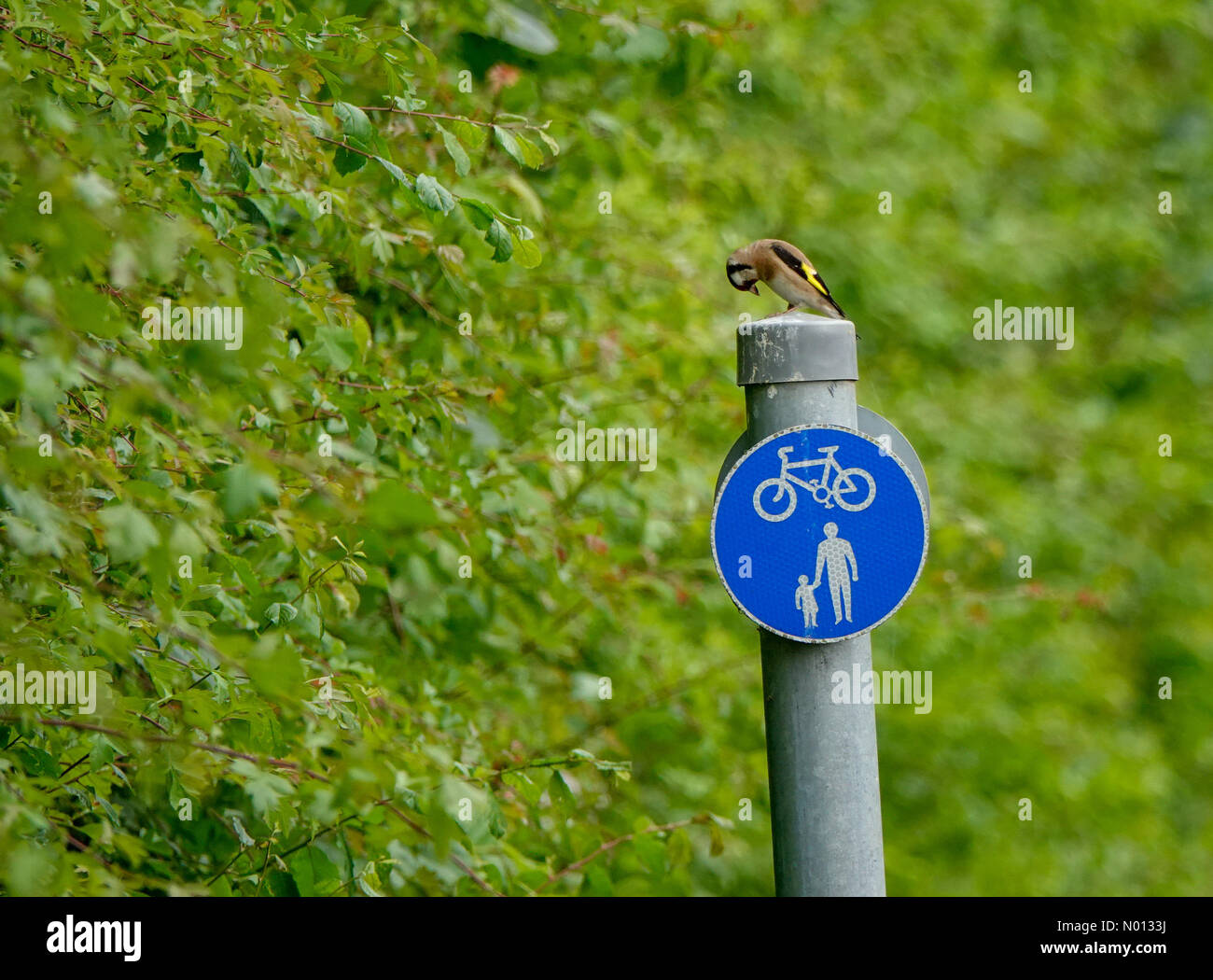Regno Unito Meteo: Nuvoloso in Godalming. Tuesley Lane, Godalming. 14 giugno 2020. Una mattina overcast per le contee di casa. Un finch d'oro che perching su un cartello in Godalming in Surrey. Credit: Jamesjagger/StockimoNews/Alamy Live News Foto Stock