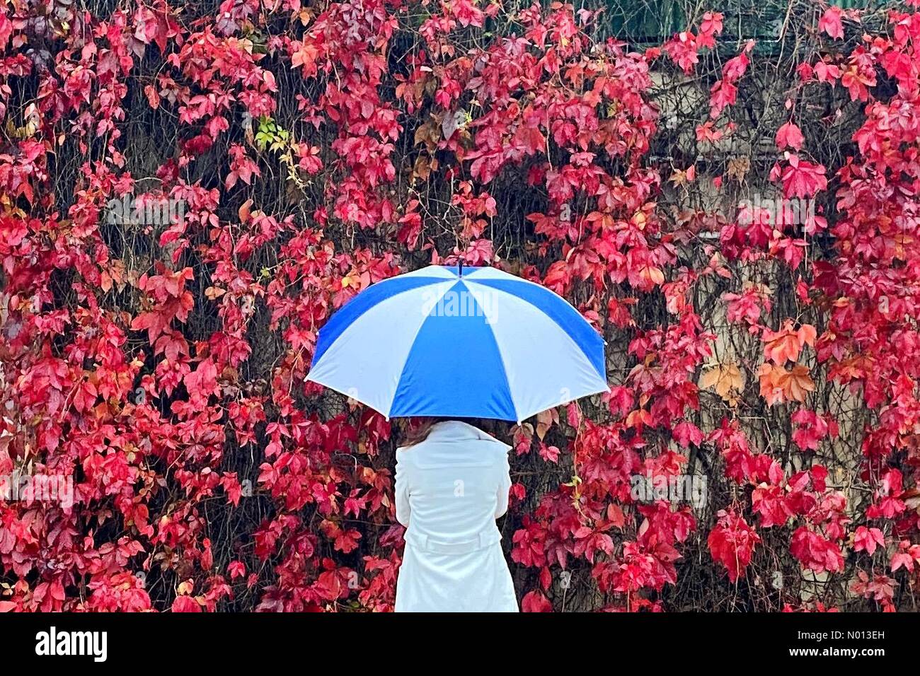 IDE, Devon. 3 ottobre 2020. UK Weather: Colorful Virginia Creeper fiorisce in un giorno piovoso in IDE, Devon Credit: Nidpor/StockimoNews/Alamy Live News Foto Stock