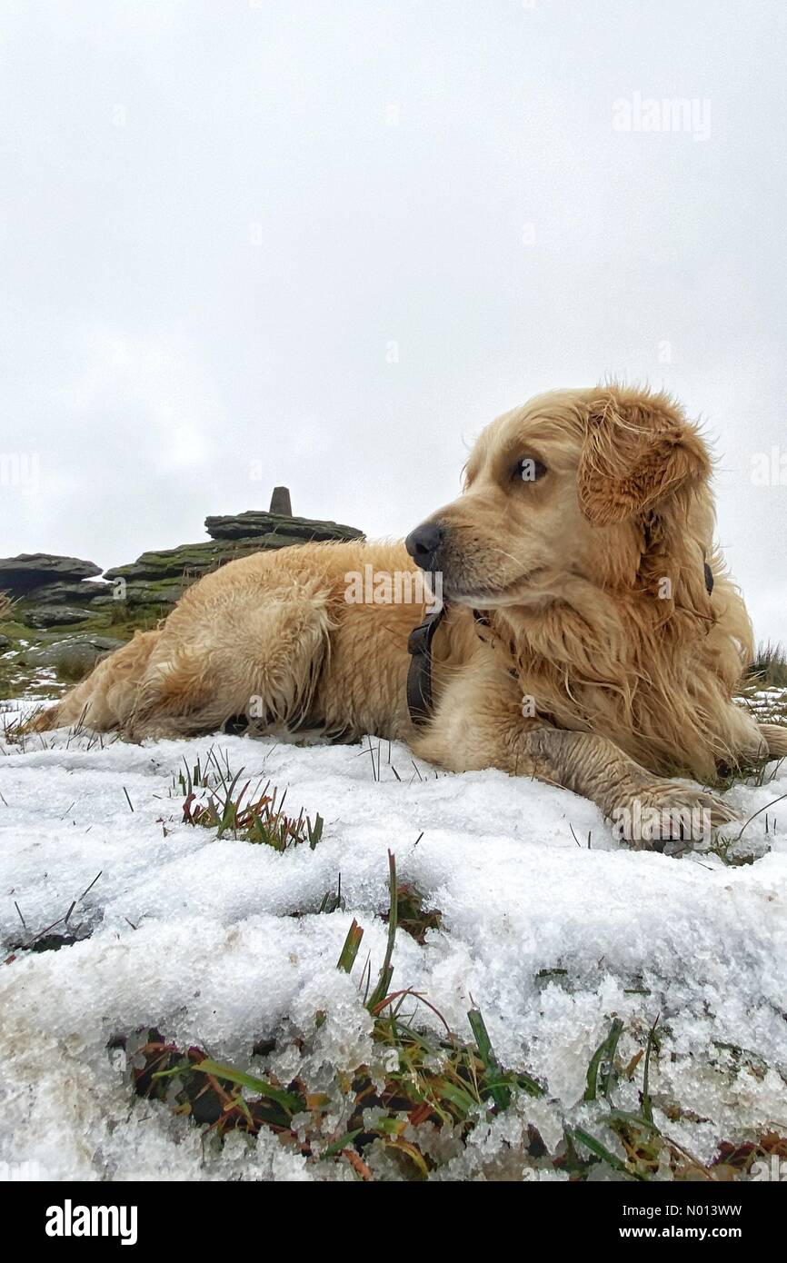 UK Weather: Snow Fun for Golden Retriever Raffaello Near Princetown on Dartmoor, Devon Credit: Nidpor/StockimoNews/Alamy Live News Foto Stock