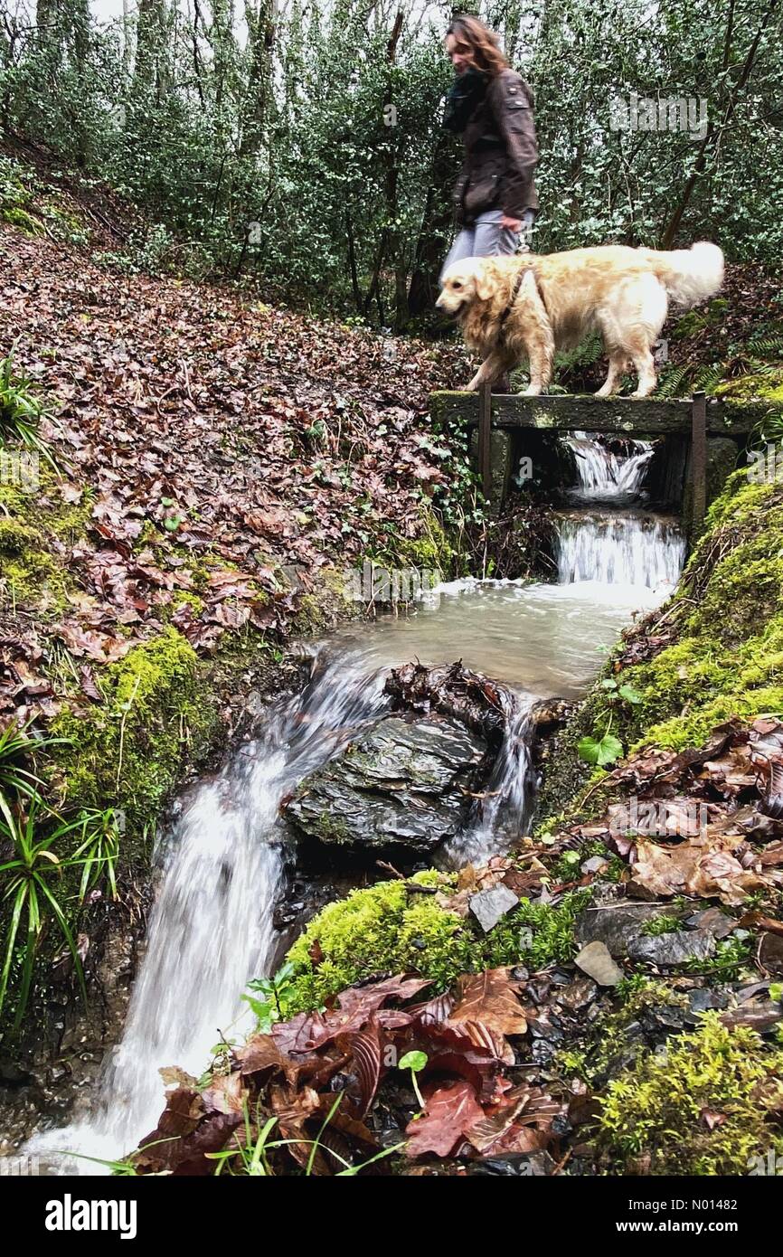 Dunsford, Devon. 30 gennaio 2021. Regno Unito Meteo: Cane passeggiata sulla cascata in Dunsford Woods, Devon. Nella foto Raich Keene e Raffaello il Retrio d'Oro. Credit: Nidpor/StockimoNews/Alamy Live News Foto Stock