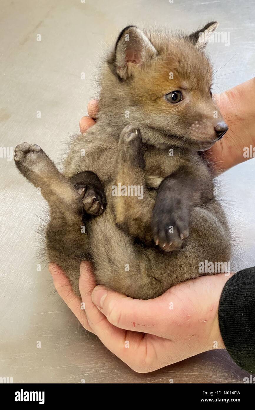 Newton Abbot, Devon, Regno Unito. 1 Maggio 2021.cute 5 settimane baby fox cub Rowan a ELM Wildlife Hedgehog Rescue, Care & Rehabilitation Center il più grande centro di soccorso, Seale Hayne, Newton Abbot. 1 maggio 2021. Please Credit ELM Wildlife/nidpor Credit: Nidpor/StockimoNews/Alamy Live NewsCredit: ELM Wildlife/nidpor/Alamy Live News Foto Stock