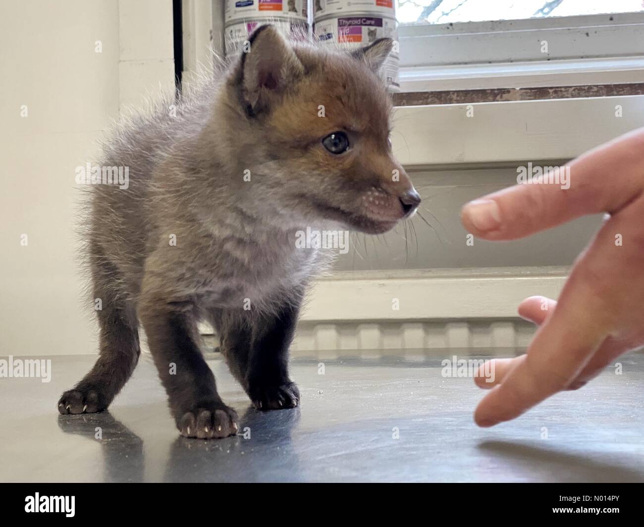 Newton Abbot, Devon, Regno Unito. 1 Maggio 2021.cute 5 settimane baby fox cub Rowan a ELM Wildlife Hedgehog Rescue, Care & Rehabilitation Center il più grande centro di soccorso, Seale Hayne, Newton Abbot. 1 maggio 2021. Please Credit ELM Wildlife/nidpor Credit: Nidpor/StockimoNews/Alamy Live NewsCredit: ELM Wildlife/nidpor/Alamy Live News Foto Stock