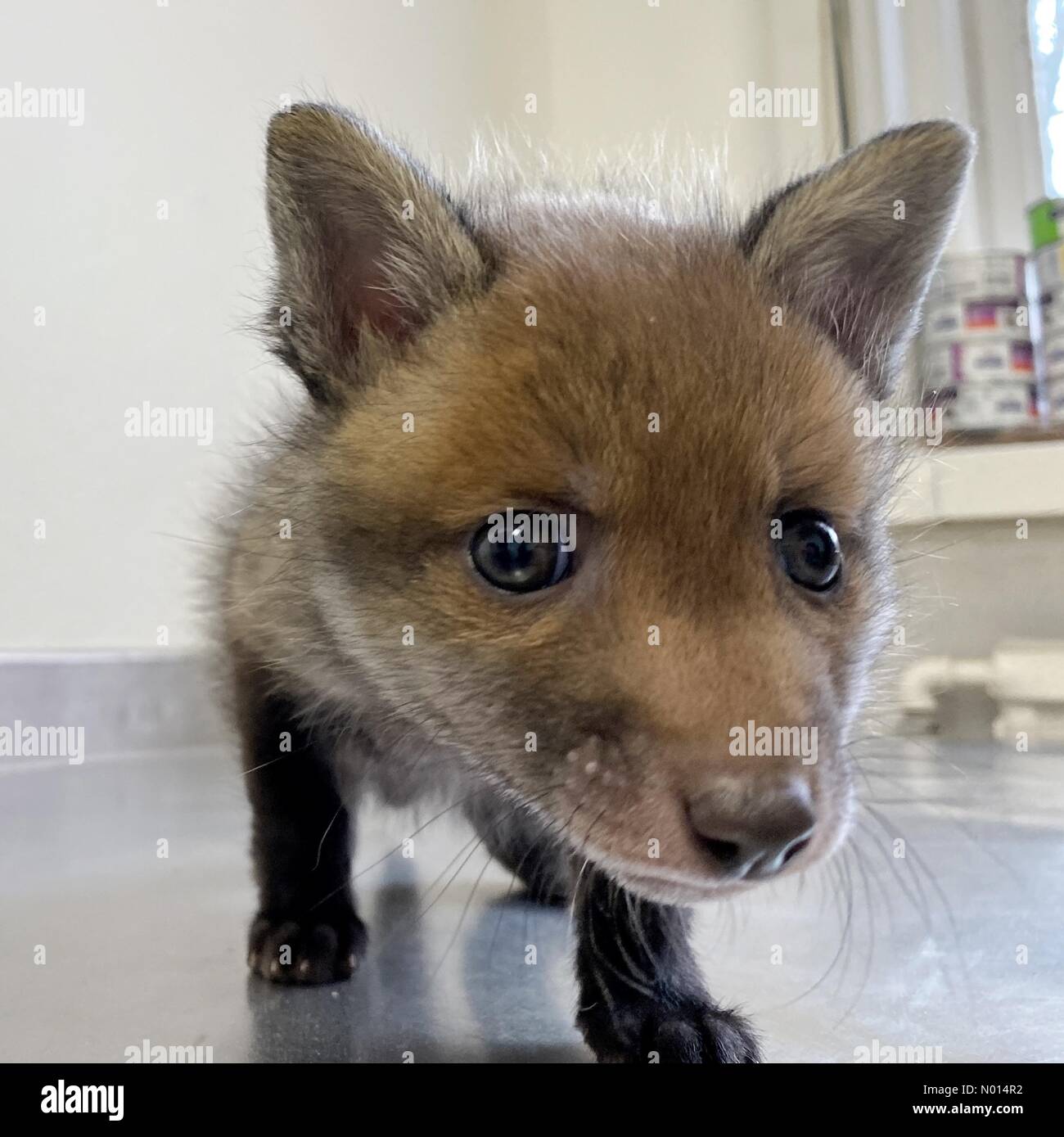 Newton Abbot, Devon, Regno Unito. 1 Maggio 2021.cute 5 settimane baby fox cub Rowan a ELM Wildlife Hedgehog Rescue, Care & Rehabilitation Center il più grande centro di soccorso, Seale Hayne, Newton Abbot. 1 maggio 2021. Please Credit ELM Wildlife/nidpor Credit: Nidpor/StockimoNews/Alamy Live NewsCredit: ELM Wildlife/nidpor/Alamy Live News Foto Stock