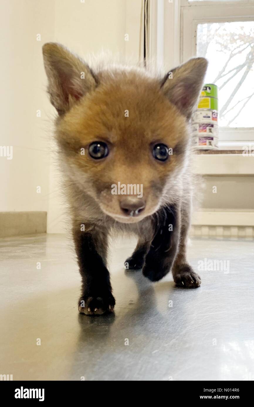 Newton Abbot, Devon, Regno Unito. 1 Maggio 2021.cute 5 settimane baby fox cub Rowan a ELM Wildlife Hedgehog Rescue, Care & Rehabilitation Center il più grande centro di soccorso, Seale Hayne, Newton Abbot. 1 maggio 2021. Please Credit ELM Wildlife/nidpor Credit: Nidpor/StockimoNews/Alamy Live NewsCredit: ELM Wildlife/nidpor/Alamy Live News Foto Stock