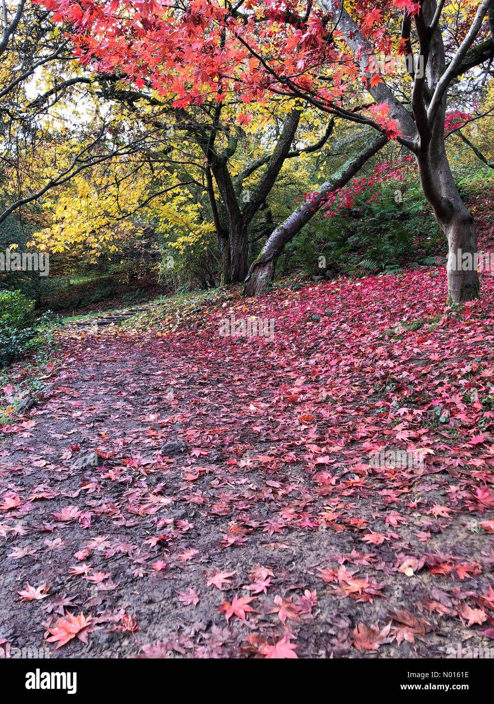 Godalming, Regno Unito. 13 Nov 2021. UK Meteo: Colori autunnali in Godalming. Winkworth Arboretum, Godalming. 13 novembre 2021. Una mattinata asciutta e luminosa attraverso le contee domestiche. Colori autunnali all'Arboreto di Winkworth a Godalming, Surrey. Credit: Jamesjagger/StockimoNews/Alamy Live News Credit: Jamesjagger / StockimoNews/Alamy Live News Foto Stock