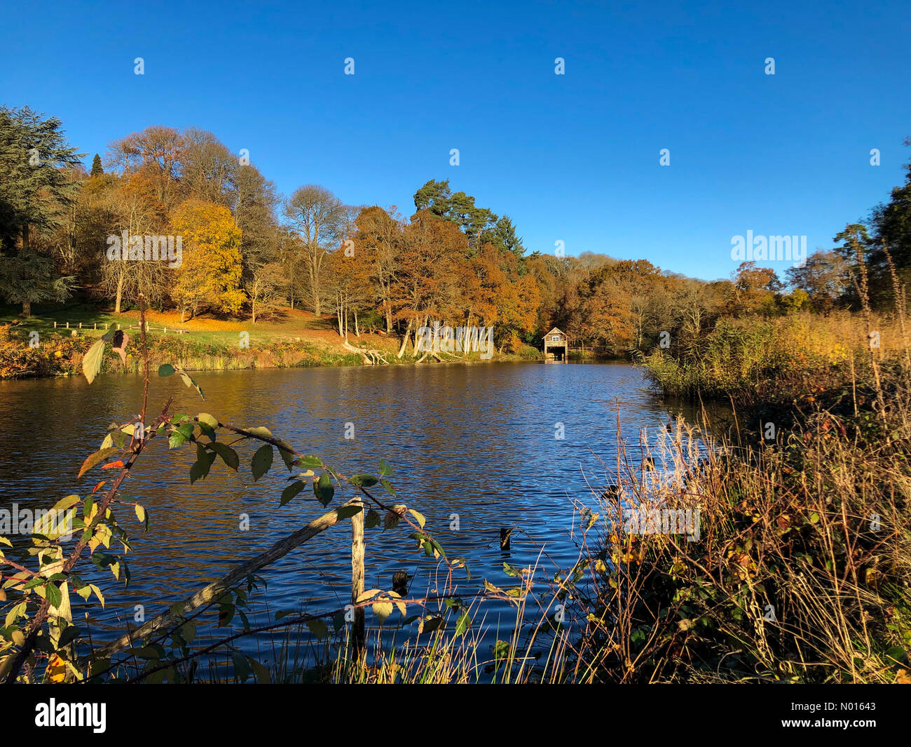 UK Meteo: Colori autunnali in Godalming. Winkworth Arboretum, Godalming. 21 novembre 2021. Una mattinata di sole attraverso le contee domestiche. Colori autunnali all'Arboreto di Winkworth a Godalming, Surrey. Credit: Jamesjagger/StockimoNews/Alamy Live News Foto Stock