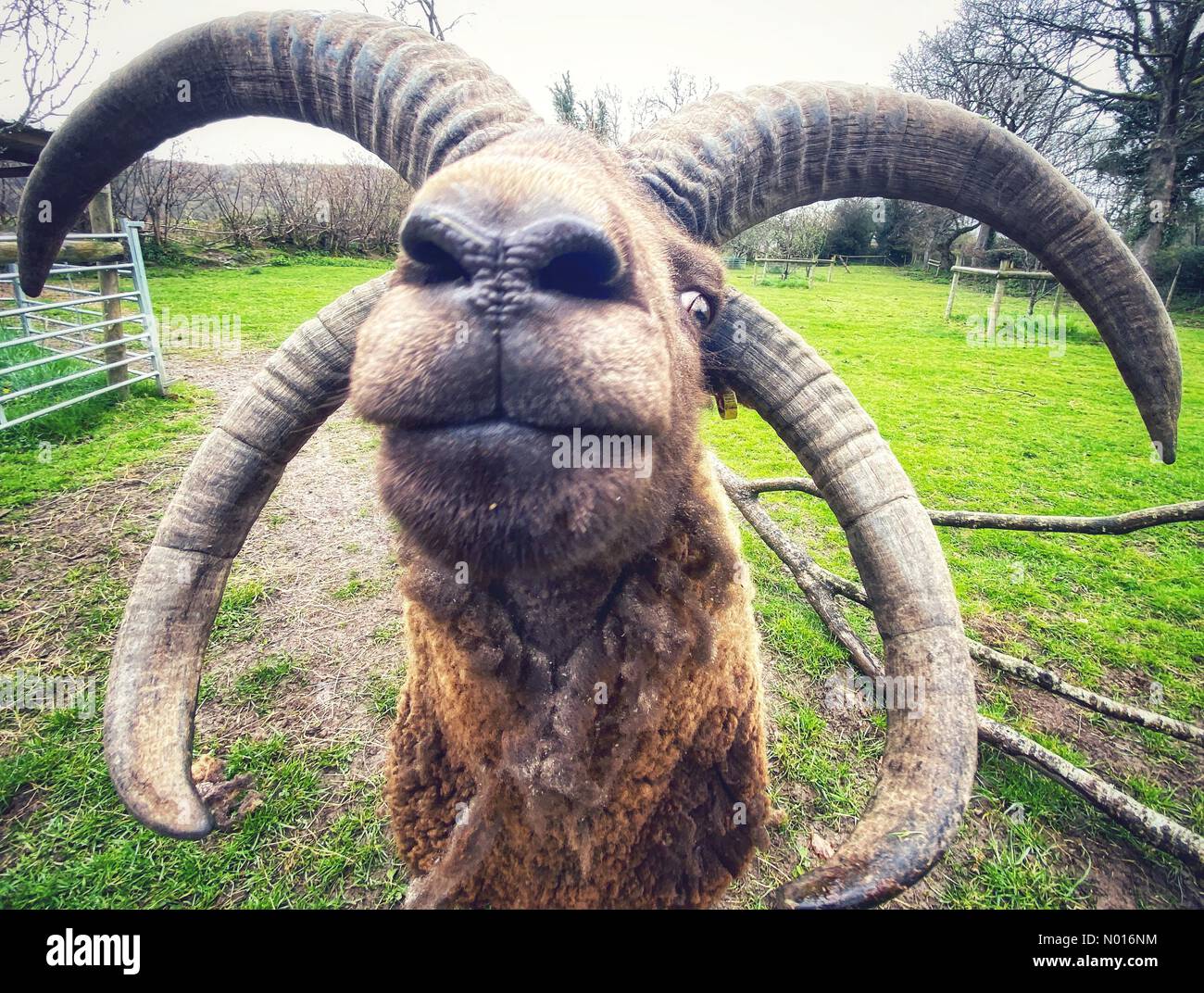 Bridford, Devon, Regno Unito. 08th Apr 2022. ‘Jackdaw’ la magnifica RAM di Manx Loaghtan. Il Manx Loaghtan è una rara razza di pecore. Bridford, Devon, Regno Unito. Credit nidpor/ Alamy Live News Credit: Nidpor/StockimoNews/Alamy Live News Credit: Nidpor / StockimoNews/Alamy Live News Foto Stock