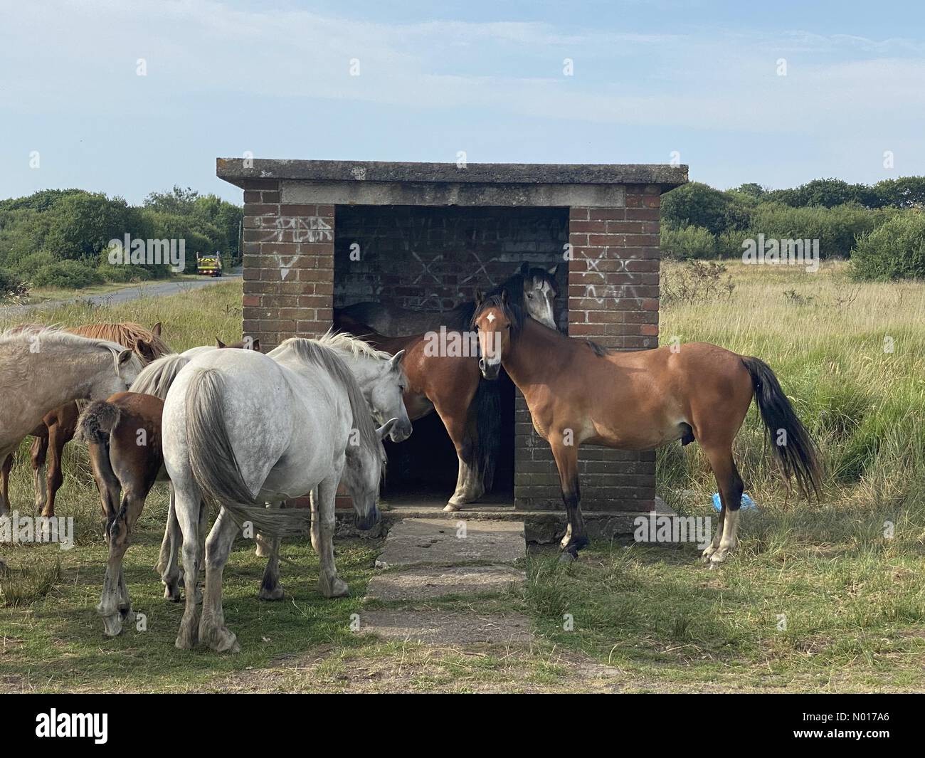 Gower Peninsula, Swansea, 19/07/2022, cavalli prendere riparo dal calore in una fermata remota autobus vicino Llethryd sulla penisola di Gower vicino Swansea questa mattina come la temperatura aumenta in un altro giorno scorbante. Credit: Phil Rees/StockimoNews/Alamy Live News Foto Stock