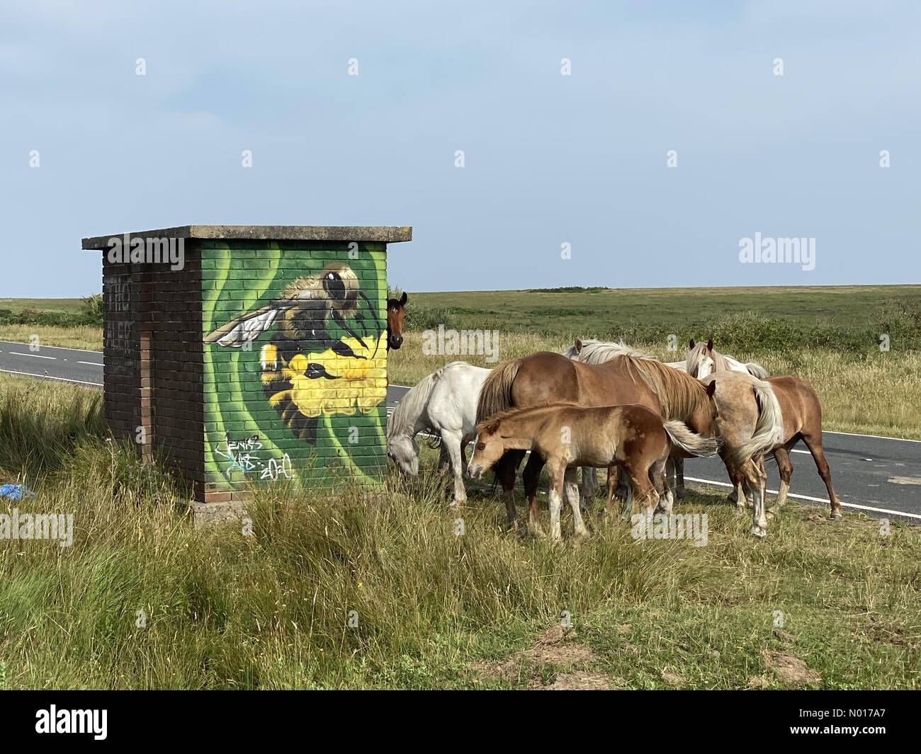 Gower Peninsula, Swansea, 19/07/2022, cavalli prendere riparo dal calore in una fermata remota autobus vicino Llethryd sulla penisola di Gower vicino Swansea questa mattina come la temperatura aumenta in un altro giorno scorbante. Credit: Phil Rees/StockimoNews/Alamy Live News Foto Stock