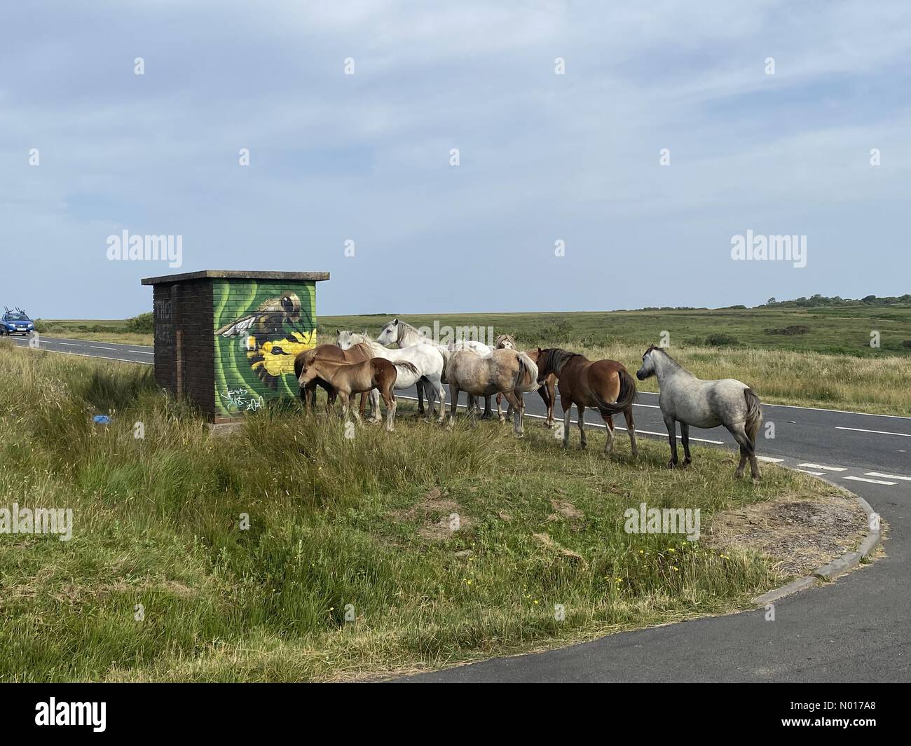 Gower Peninsula, Swansea, 19/07/2022, cavalli prendere riparo dal calore in una fermata remota autobus vicino Llethryd sulla penisola di Gower vicino Swansea questa mattina come la temperatura aumenta in un altro giorno scorbante. Credit: Phil Rees/StockimoNews/Alamy Live News Foto Stock