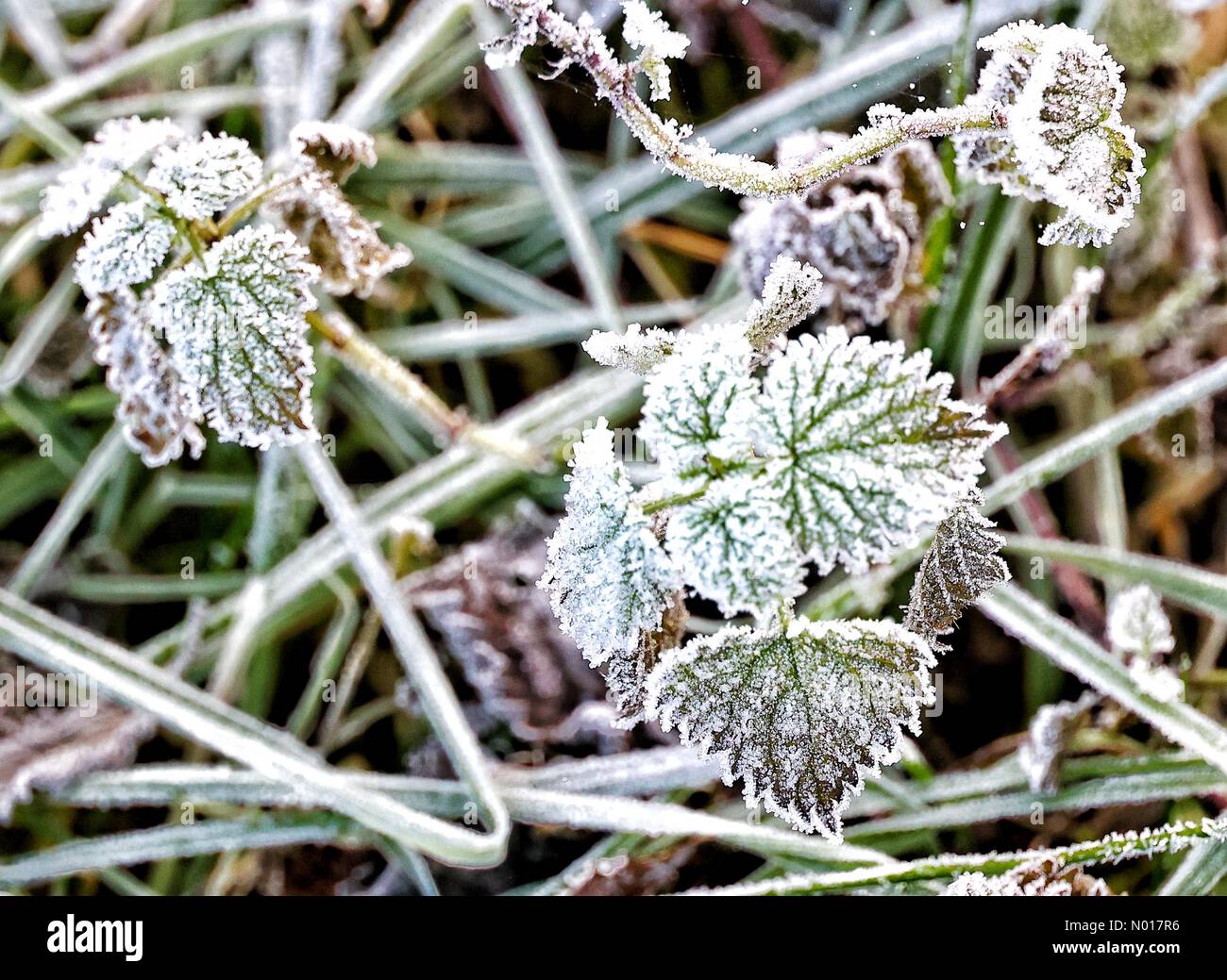 UK Weather: Nettle gelate di vino a Doddiscombsleigh, Devon, UK. 8 dicembre 2022. Credit nidpor/ Alamy Live News Credit: Nidpor/StockimoNews/Alamy Live News Foto Stock