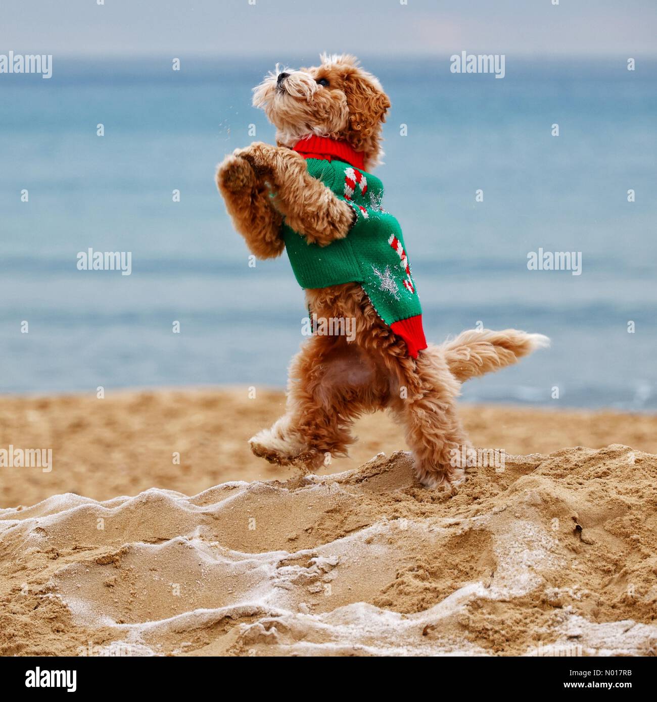 Divertimento festivo con Winston il Cockapoo a piedi sul terrier maltese sulla sabbia gelida della spiaggia di Bournemouth. 9 dicembre 2022. Credit nidpor Credit: Nidpor/StockimoNews/Alamy Live News Foto Stock