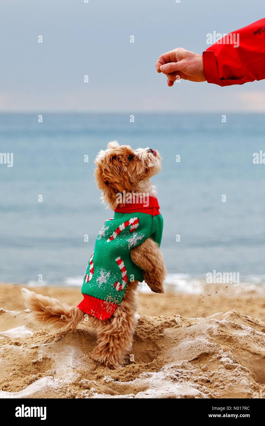 Divertimento festivo con Winston il Cockapoo a piedi sul terrier maltese sulla sabbia gelida della spiaggia di Bournemouth. 9 dicembre 2022. Credit nidpor Credit: Nidpor/StockimoNews/Alamy Live News Foto Stock