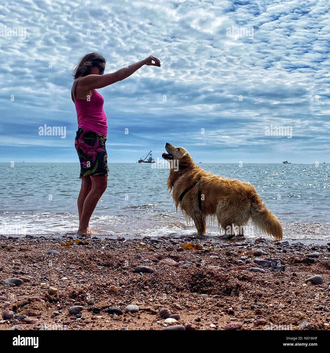 Spiaggia di Teignmouth, Devon. 11th giugno 2023. UK Weather: Caldo con nuvole disomogenee durante l'addestramento di obbedienza con Raich Keene e Raphael il Golden Retriever a Teignmouth Beach, Devon, Regno Unito. 11 giugno 2023. Credit nidpor Credit: Nidpor/StockimoNews/Alamy Live News Foto Stock