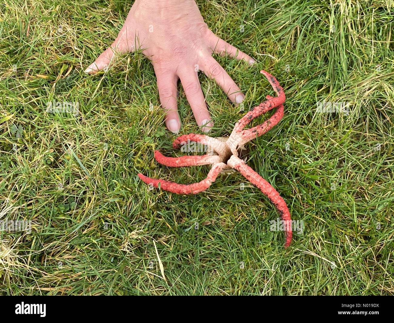 Raro fungo Devils Fingers che cattura gli occhi «Clathrus archeri» un fungo puzzolente e dall'aspetto strano, chiamato anche polpo stinkhorn o polpo fungo. Dartmoor, Devon, Regno Unito. 17 novembre 2023 crediti: Nidpor/StockimoNews/Alamy Live News Foto Stock