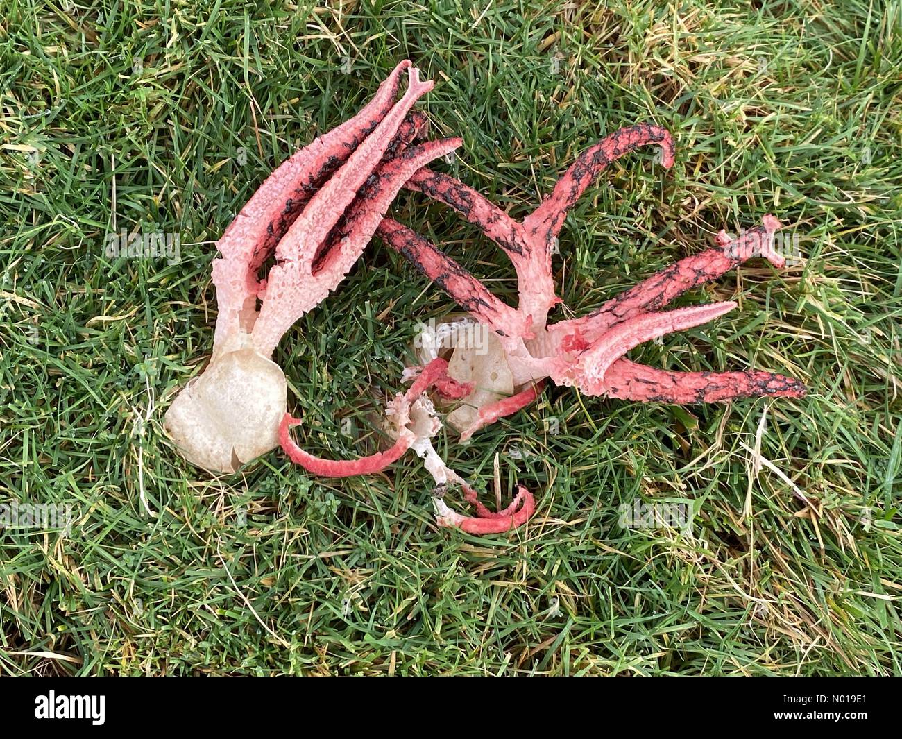 Raro fungo Devils Fingers che cattura gli occhi «Clathrus archeri» un fungo puzzolente e dall'aspetto strano, chiamato anche polpo stinkhorn o polpo fungo. Dartmoor, Devon, Regno Unito. 17 novembre 2023 crediti: Nidpor/StockimoNews/Alamy Live News Foto Stock