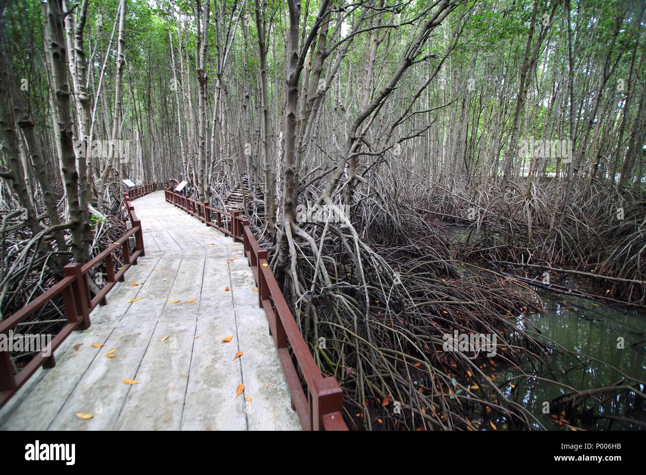 Sentiero didattico nella foresta di mangrovie. wetland learning center. ampia passeggiata nel ecosistema naturale. Foto Stock