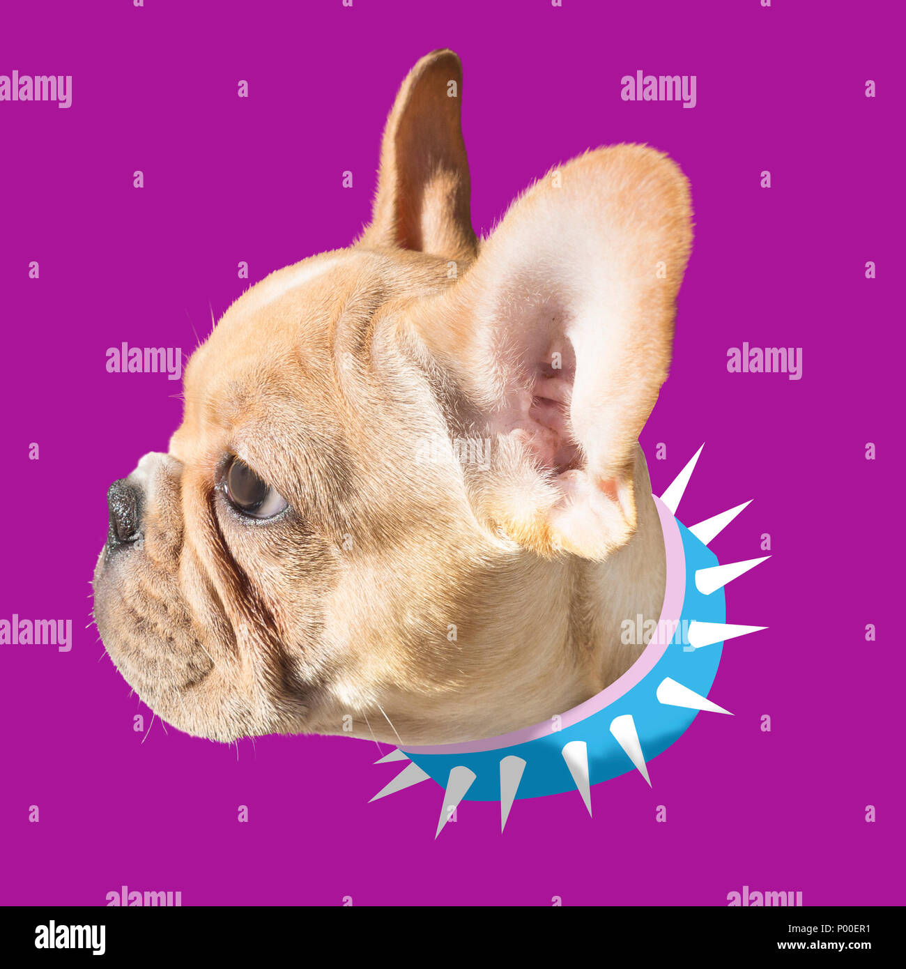 Bulldog francese mescolato foto e illustrato blu e bianco collare spinato Foto Stock