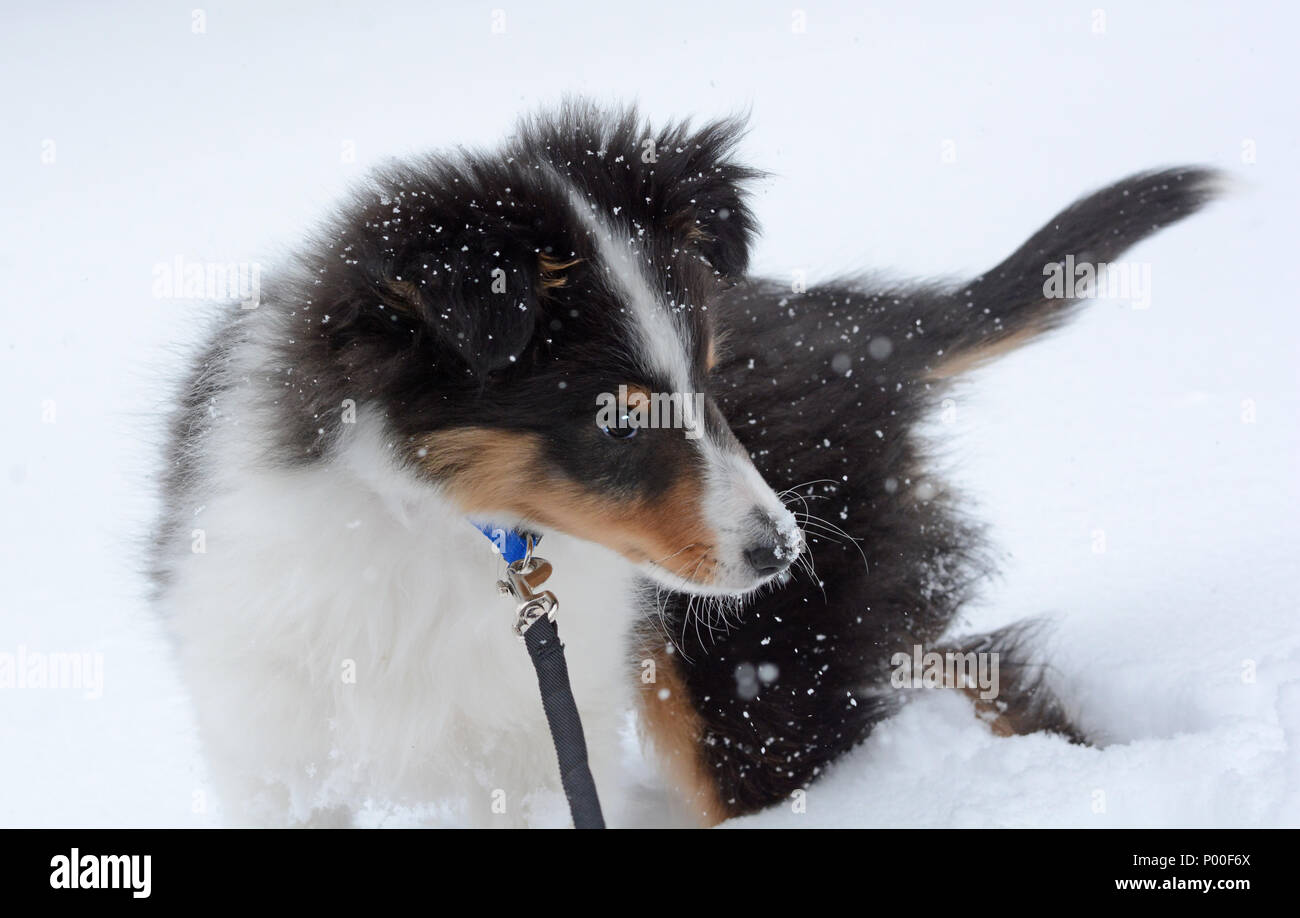 Un giovane Shetland Sheepdog (Sheltie) cucciolo svolge nella neve Foto Stock