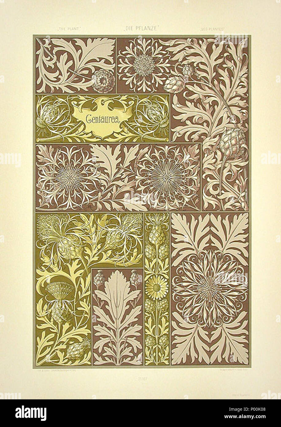 . Inglese: litografia da Anton Seder (1850-1916), Art Nouveau stampa 1890, titolo: Centaurea . 4 novembre 2008, 09:46:08. Anton Seder 370 Anton Seder Centaurea Foto Stock