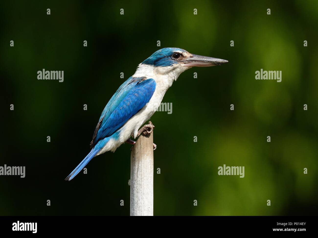 Bella acciuffato Kingfisher(Todiramphus chloris) nella foresta thailandese Foto Stock